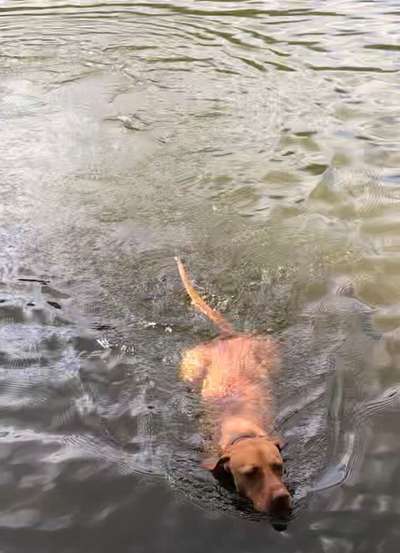 Fotochallenge NR. 123     -Karneval der Tiere--Beitrag-Bild