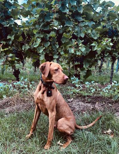 Magyar Vizsla UK-Beitrag-Bild