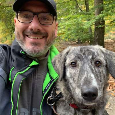 Hundetreffen-Spaziergang im Feld