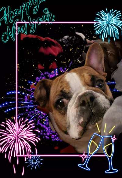 Französische Bulldoggen-Beitrag-Bild