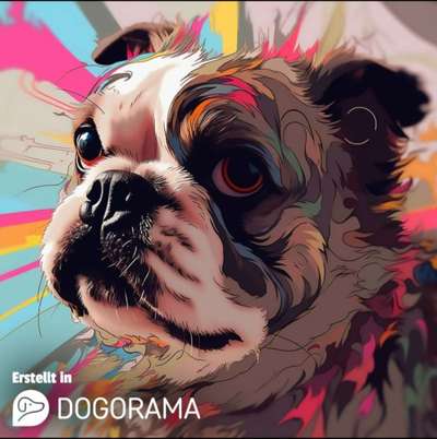 Französische Bulldoggen-Beitrag-Bild