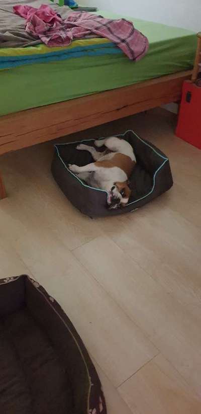 Französische Bulldoggen-Beitrag-Bild