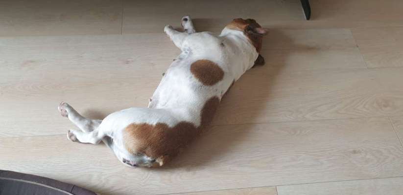 Französische Bulldoggen-Beitrag-Bild