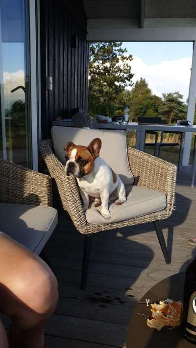 Französische Bulldoggen-Beitrag-Bild