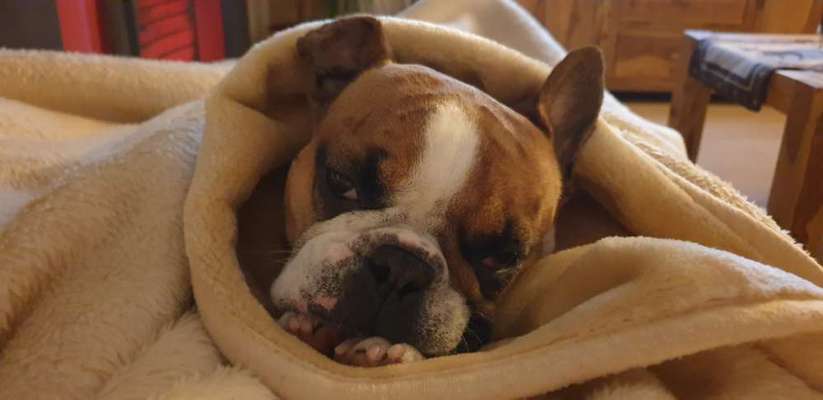 Französische Bulldoggen-Beitrag-Bild