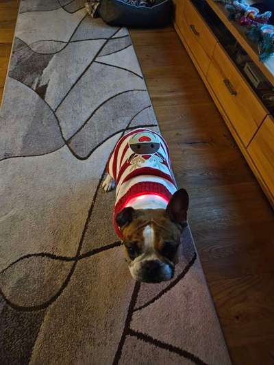 Französische Bulldoggen-Beitrag-Bild