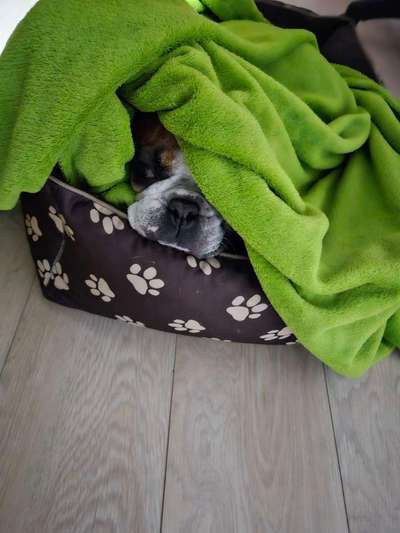 Französische Bulldoggen-Beitrag-Bild