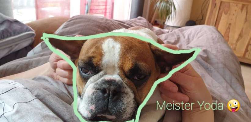 Französische Bulldoggen-Beitrag-Bild