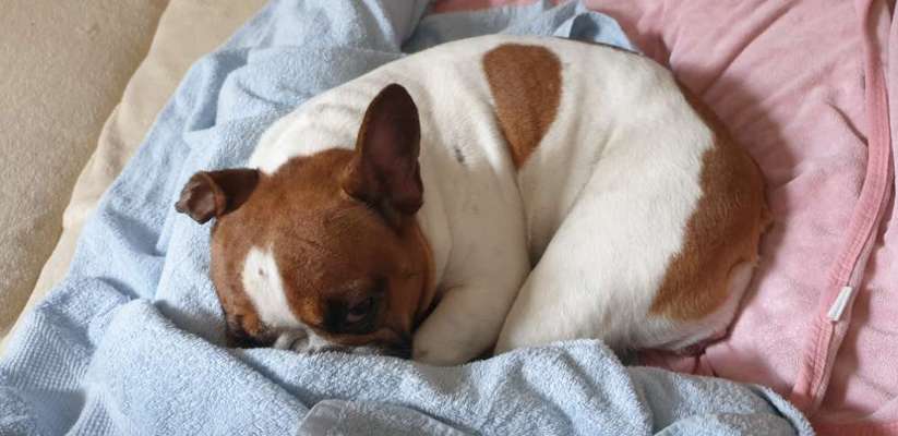 Französische Bulldoggen-Beitrag-Bild