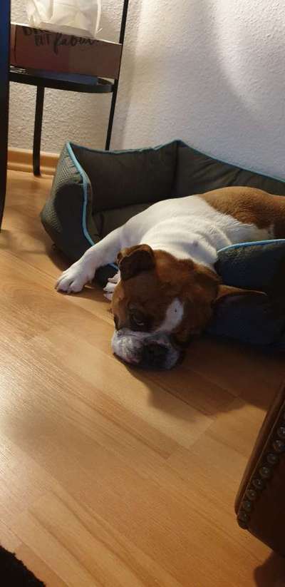 Französische Bulldoggen-Beitrag-Bild