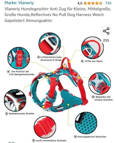 Französische Bulldoggen-Beitrag-Bild