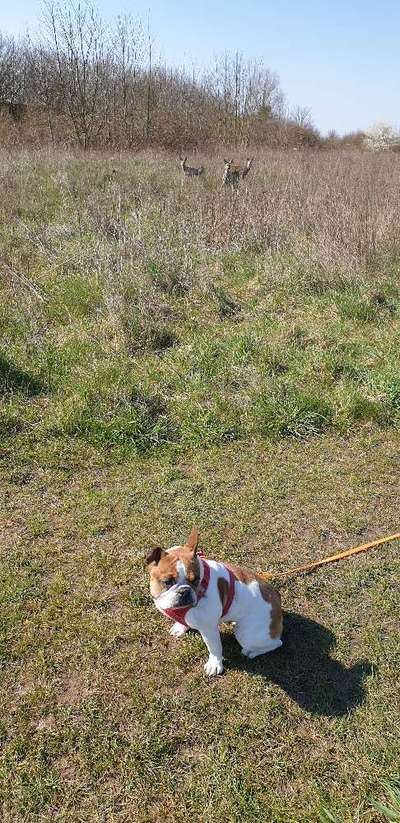 Französische Bulldoggen-Beitrag-Bild