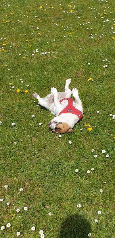 Französische Bulldoggen-Beitrag-Bild