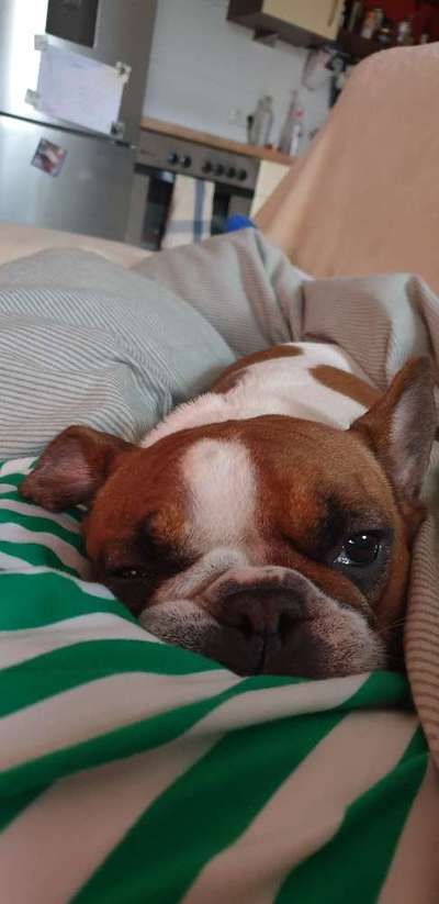 Französische Bulldoggen-Beitrag-Bild