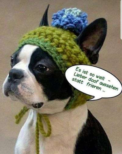 Berührende Hunde Bilder/Videos-Beitrag-Bild