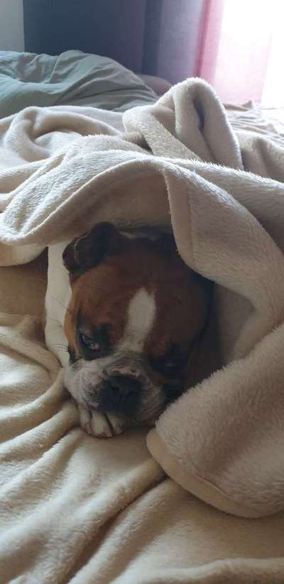 Französische Bulldoggen-Beitrag-Bild