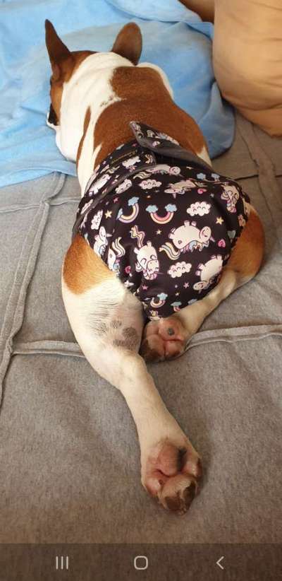 Französische Bulldoggen-Beitrag-Bild