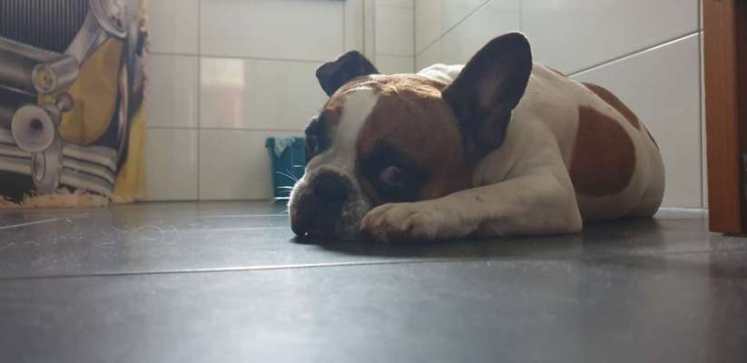 Französische Bulldoggen-Beitrag-Bild