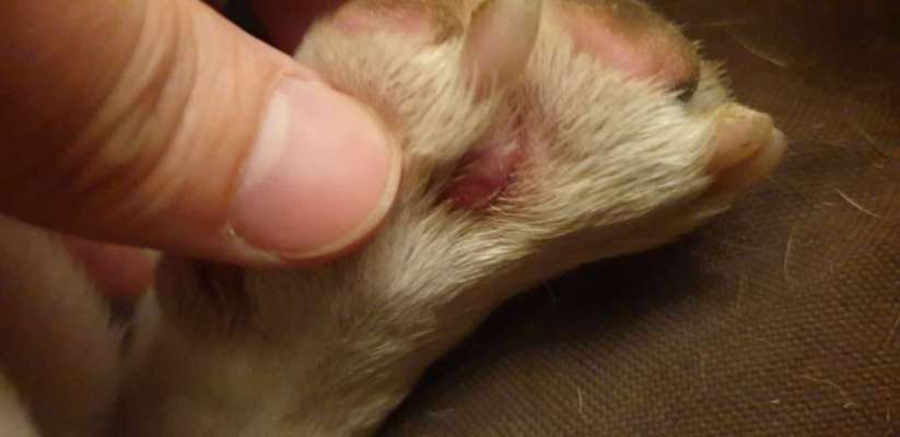 Französische Bulldoggen-Beitrag-Bild