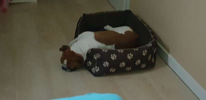 Französische Bulldoggen-Beitrag-Bild