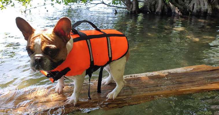 Dogorama Photo Challenge - TV Hund-Beitrag-Bild