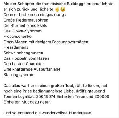 Französische Bulldoggen-Beitrag-Bild