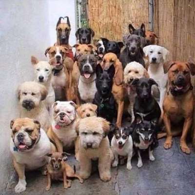Hundetreffen-Hundetreffen zum Spielen-Bild
