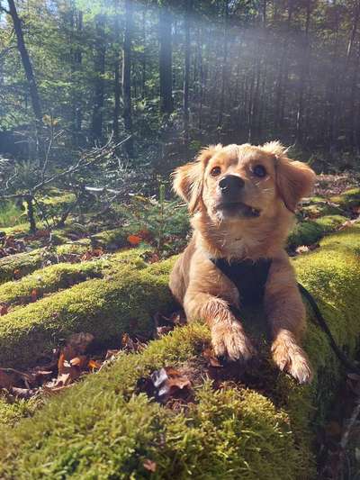 Die Dogorama Kalender Challenge Titelbild-Beitrag-Bild