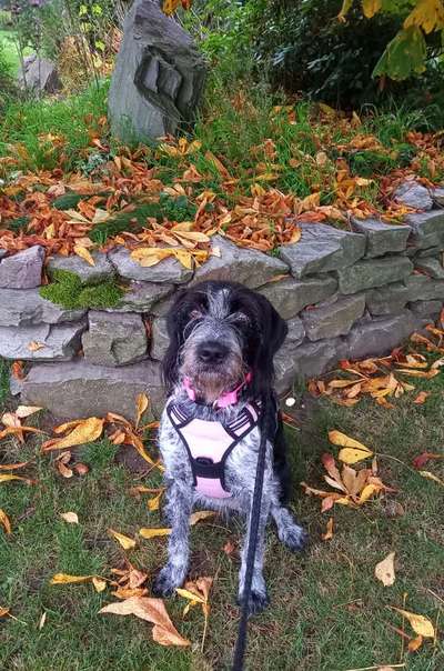 Welpenfotos-Beitrag-Bild