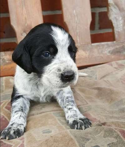 Welpenfotos-Beitrag-Bild