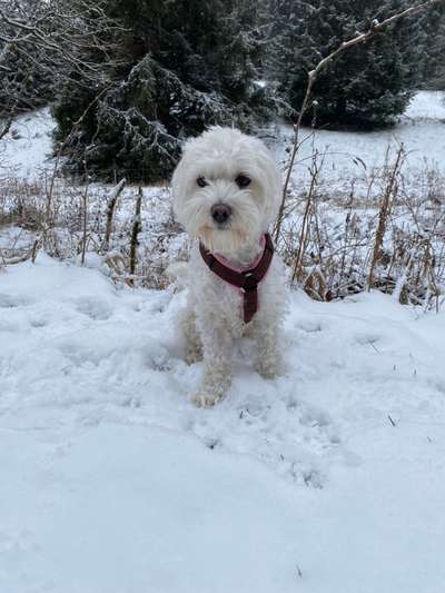 Dogorama Photo Challenge - Winterstimmung-Beitrag-Bild