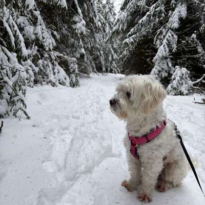 Hundetreffen-Hundefreunde finden-Bild