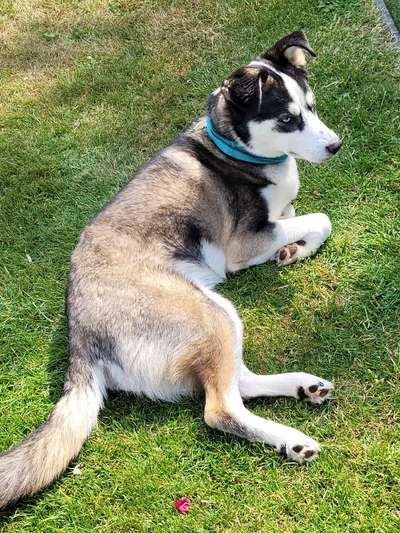 52. Collagenchallenge: Dein Hund im Sonnenschein-Beitrag-Bild