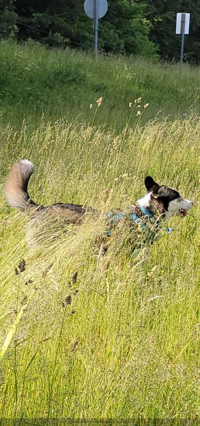 52. Collagenchallenge: Dein Hund im Sonnenschein-Beitrag-Bild