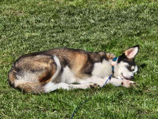 52. Collagenchallenge: Dein Hund im Sonnenschein-Beitrag-Bild