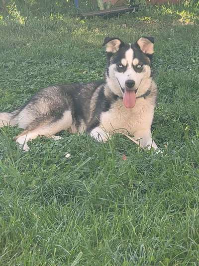 Mischlinge raten - Rätselspaß-Beitrag-Bild