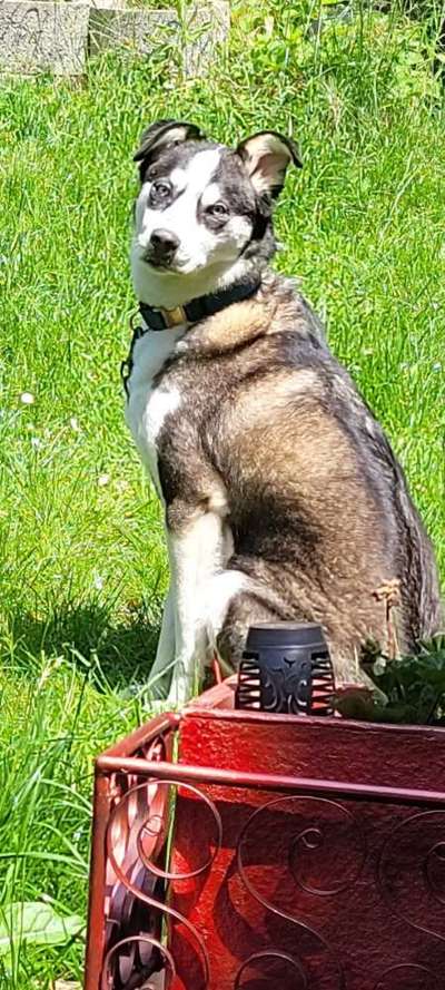 52. Collagenchallenge: Dein Hund im Sonnenschein-Beitrag-Bild