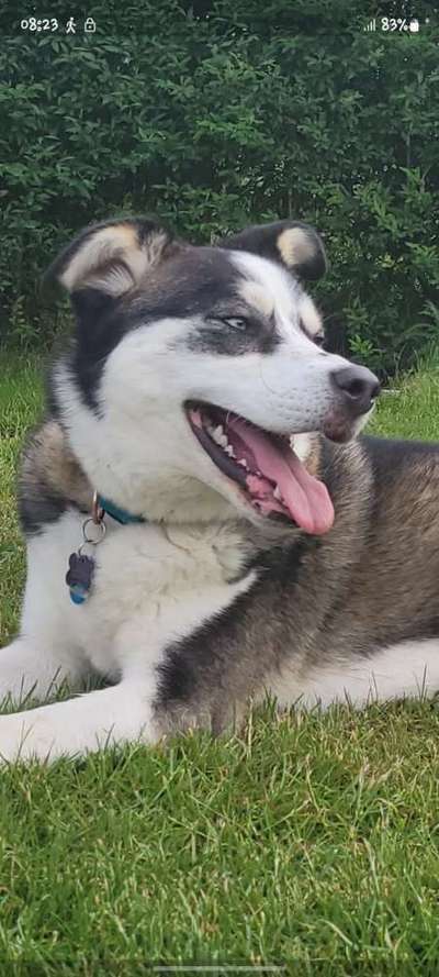 52. Collagenchallenge: Dein Hund im Sonnenschein-Beitrag-Bild