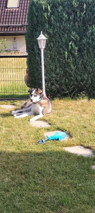 52. Collagenchallenge: Dein Hund im Sonnenschein-Beitrag-Bild