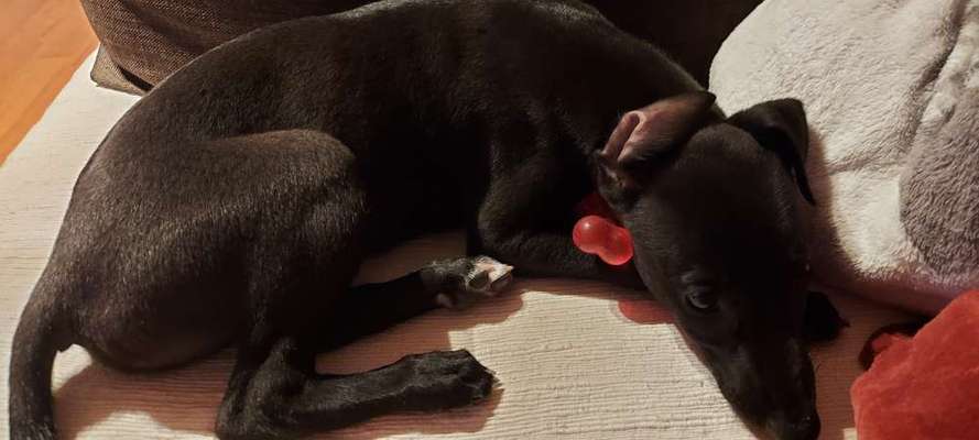 Windhundtreffen - PLZ-Beitrag-Bild