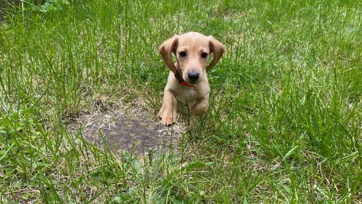 Hundetreffen-Welpenspielen  - Düsseldorfer Norden-Bild