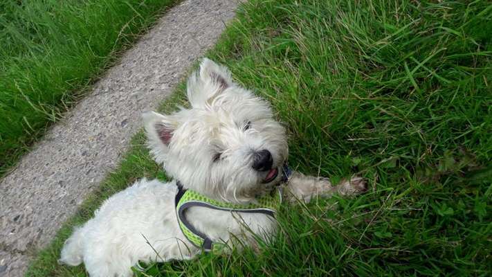 Westie-Beitrag-Bild