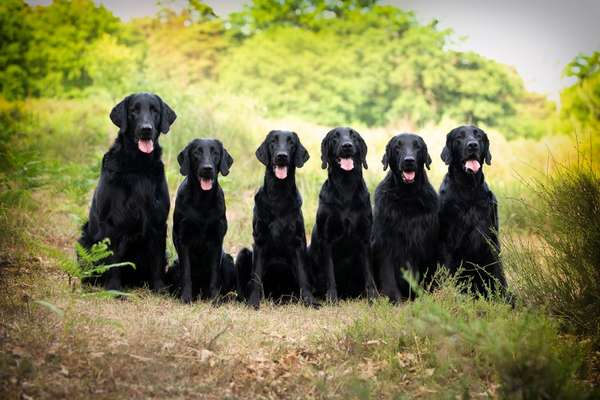 Seltene Rassen!-Beitrag-Bild