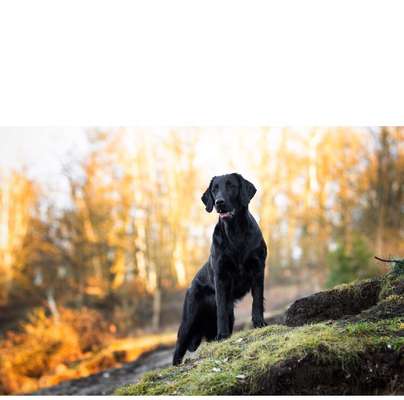 Flat Coated Retriever-Beitrag-Bild
