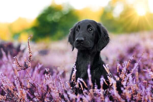 Welpen Bilder !-Beitrag-Bild