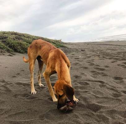 Das erste Bild eures Hundes-Beitrag-Bild