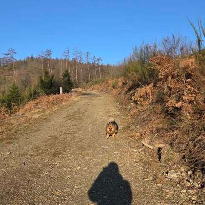 Hundeauslaufgebiet-Mudersbach Wanderparkplatz-Bild