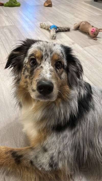 Hundetreffen-Gassi Runden-Bild