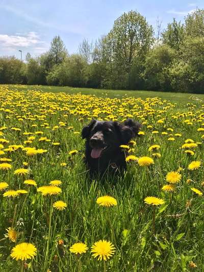 Dogorama Foto Aktion - Dein Hund im Dogorama Büro-Beitrag-Bild