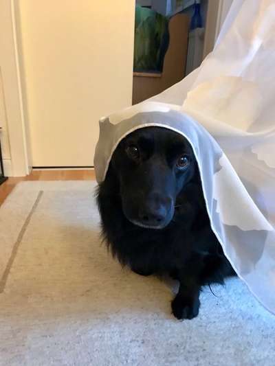 Dogorama Photo Challenge - lustigste Grimasse-Beitrag-Bild